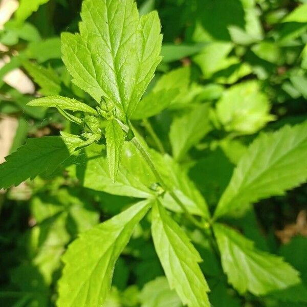 Geum laciniatum Blad