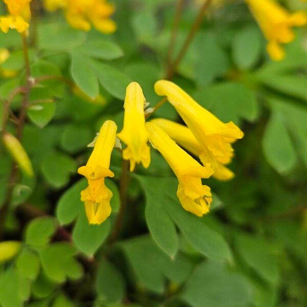 Pseudofumaria lutea Flower