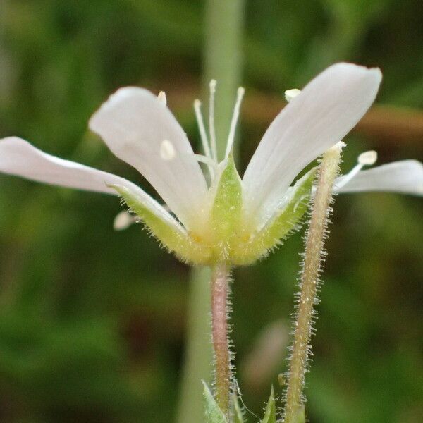 Arenaria grandiflora Žiedas