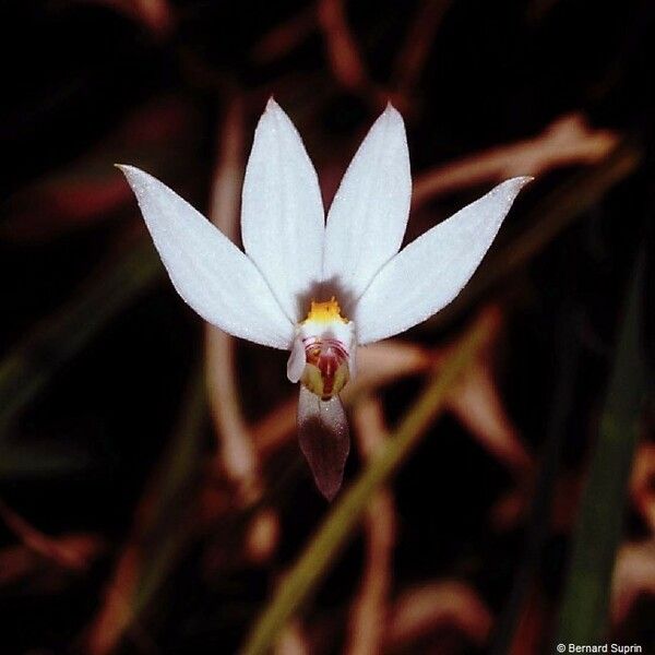 Caladenia catenata Flower