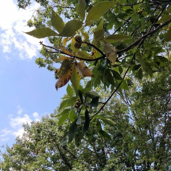 Carya glabra Leaf