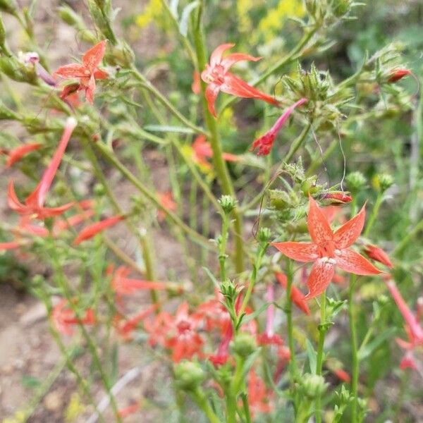 Ipomopsis aggregata Flower