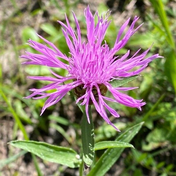 Centaurea jacea Floro