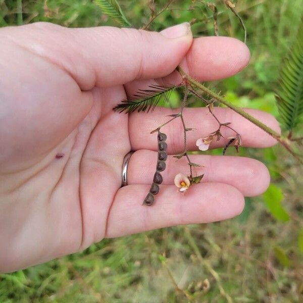 Aeschynomene americana Цвят