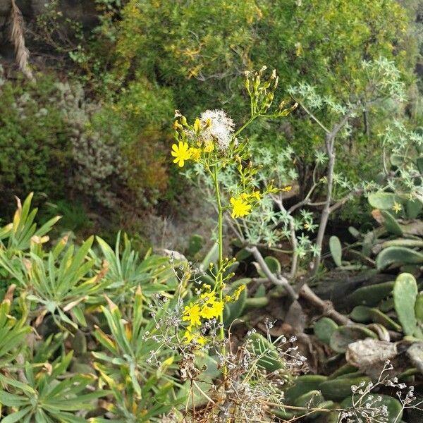 Sonchus leptocephalus Žiedas