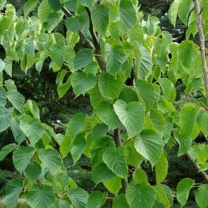 Davidia involucrata Hábito