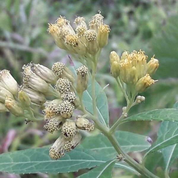 Neurolaena lobata Blomma