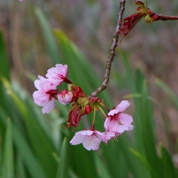 Prunus serrulata Flor