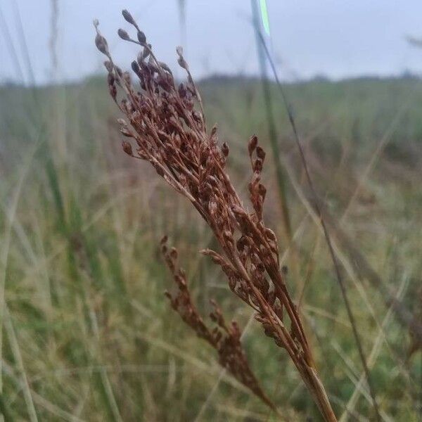 Juncus maritimus Blodyn