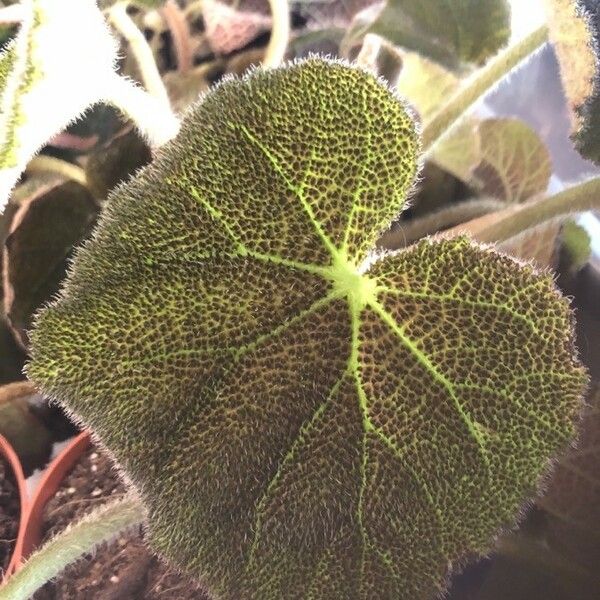 Begonia variegata Leaf
