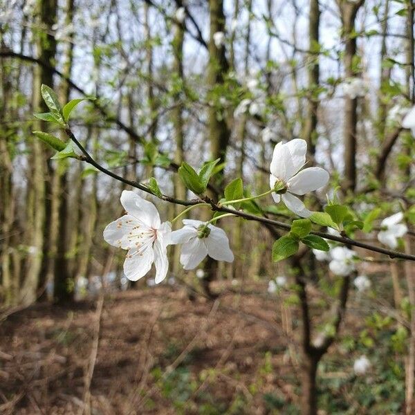 Prunus cerasus 花