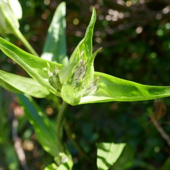 Gentiana purpurea Drugo