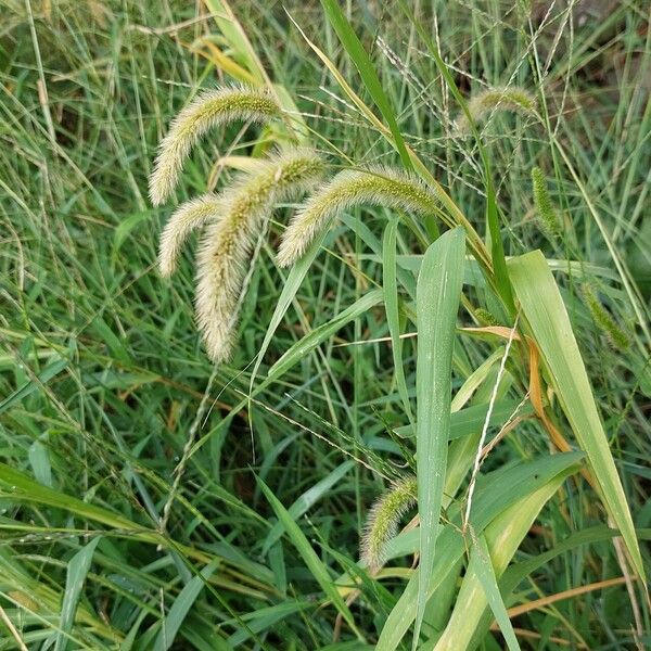 Setaria viridis Φρούτο