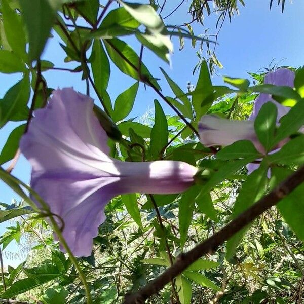 Ipomoea cairica Flower