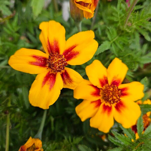 Tagetes tenuifolia Blomma