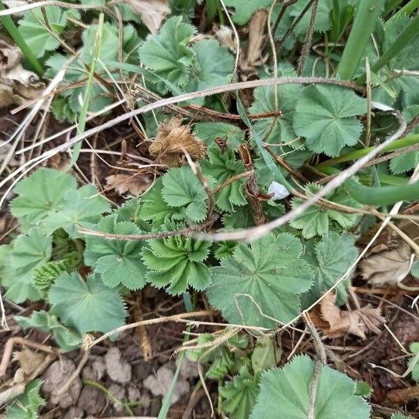 Alchemilla acutiloba Φύλλο