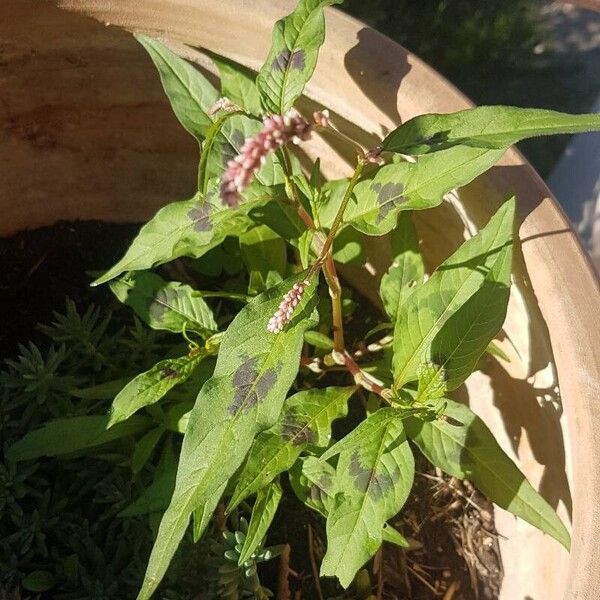 Persicaria lapathifolia पत्ता