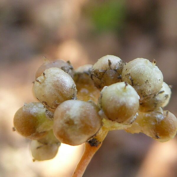 Cuscuta europaea Φρούτο