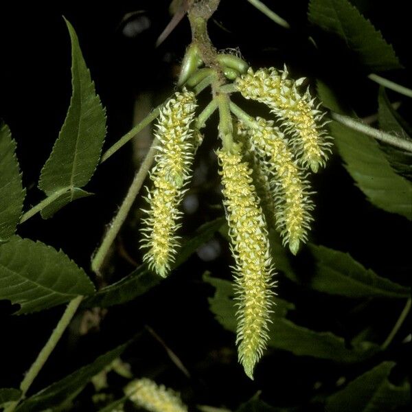 Platycarya strobilacea Blomma