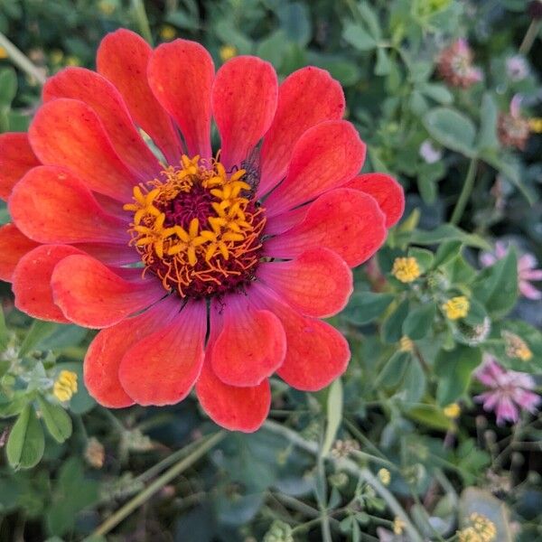 Zinnia elegans Flower