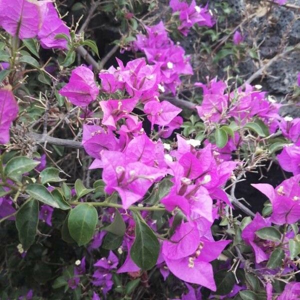 Bougainvillea glabra Kwiat
