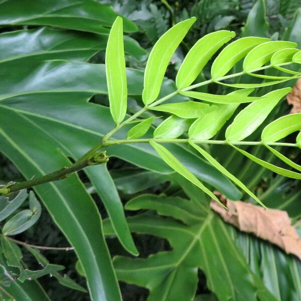 Calliandra haematocephala Leaf