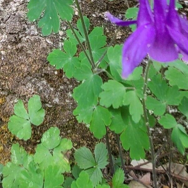 Aquilegia bertolonii Leaf