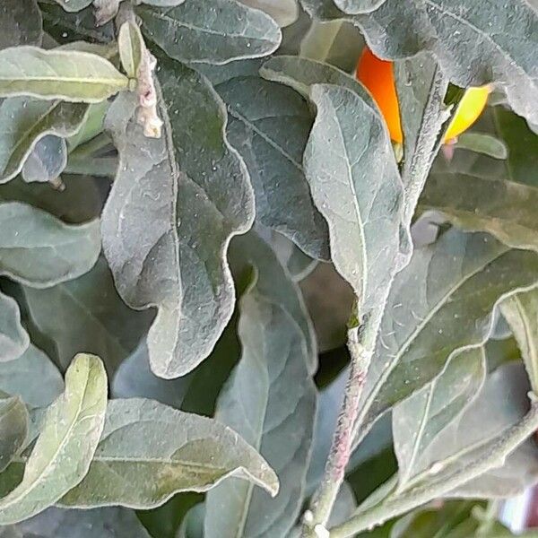 Solanum pseudocapsicum Leaf