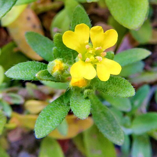 Alyssum alyssoides Кветка