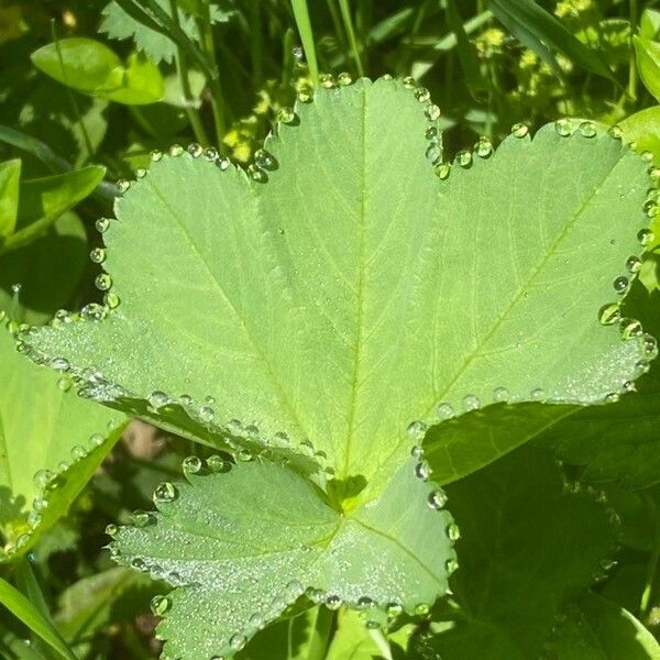 Alchemilla acutiloba Φύλλο