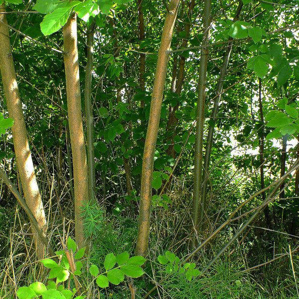 Fraxinus ornus Habit