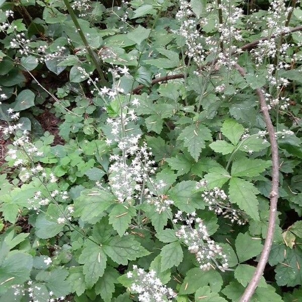 Tiarella trifoliata Blatt