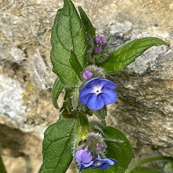 Pentaglottis sempervirens ഇല