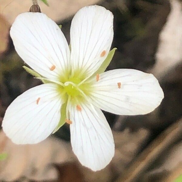 Arenaria montana Flor