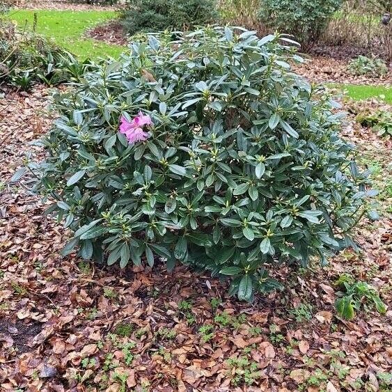 Rhododendron argyrophyllum 形態