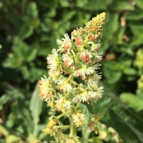 Reseda odorata फूल