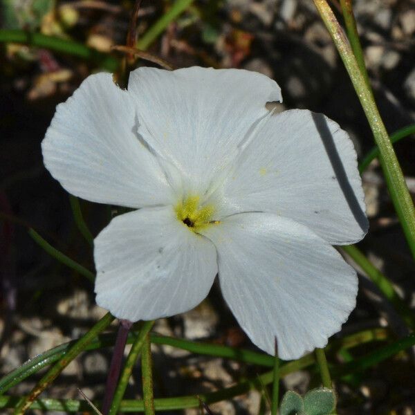 Linanthus dichotomus Flors