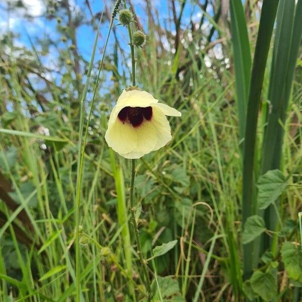 Hibiscus diversifolius Kvet