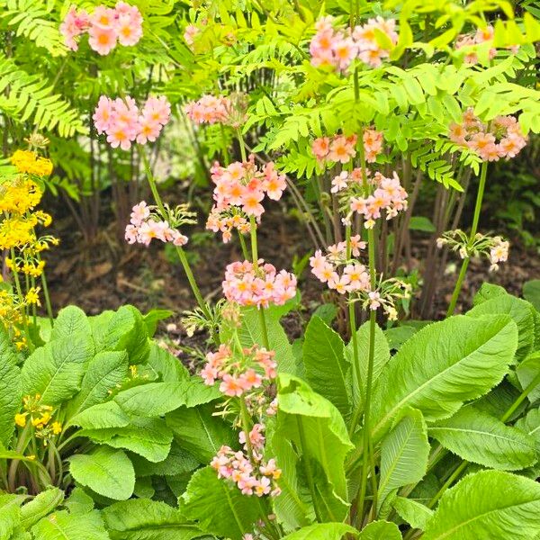 Primula bulleyana Цвят