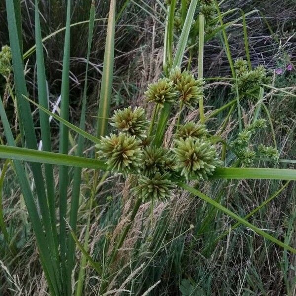 Cyperus eragrostis ᱡᱚ