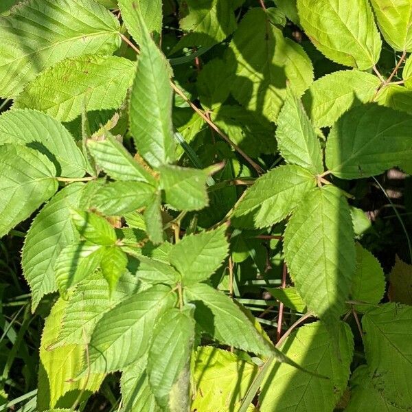 Rubus canadensis 叶