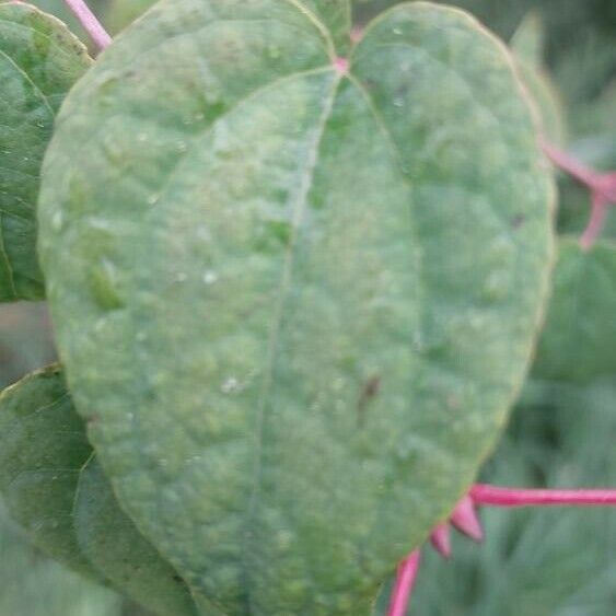 Cercidiphyllum japonicum List