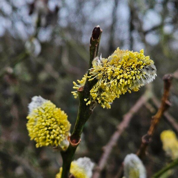 Salix atrocinerea Flower