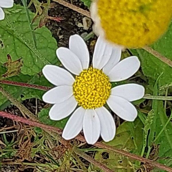 Anthemis arvensis Květ