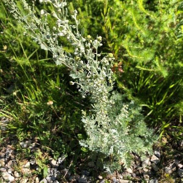 Artemisia absinthium Çiçek