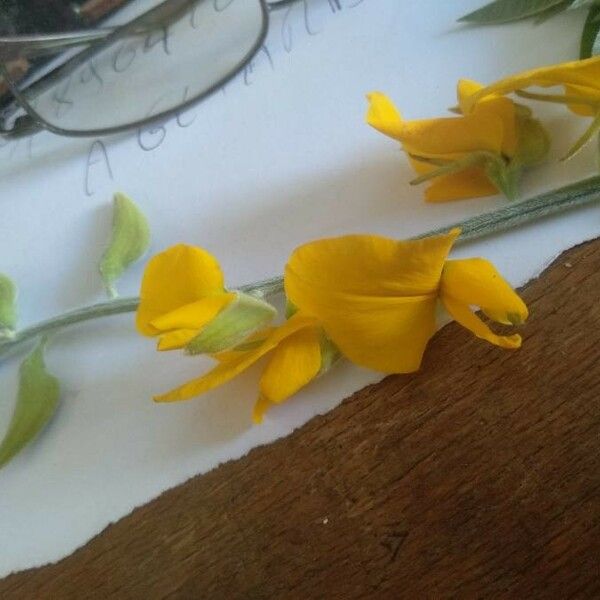 Crotalaria juncea Flower