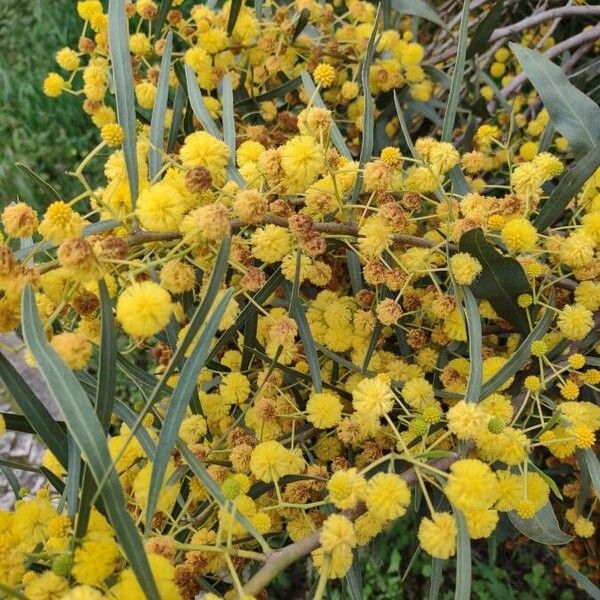 Acacia retinodes Λουλούδι