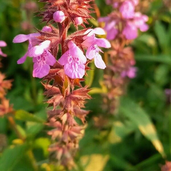 Stachys palustris Flower