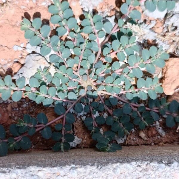 Euphorbia prostrata Habitus