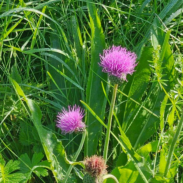 Cirsium canum फूल